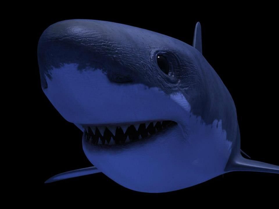 Shark AAA Low-poly 3D model_3