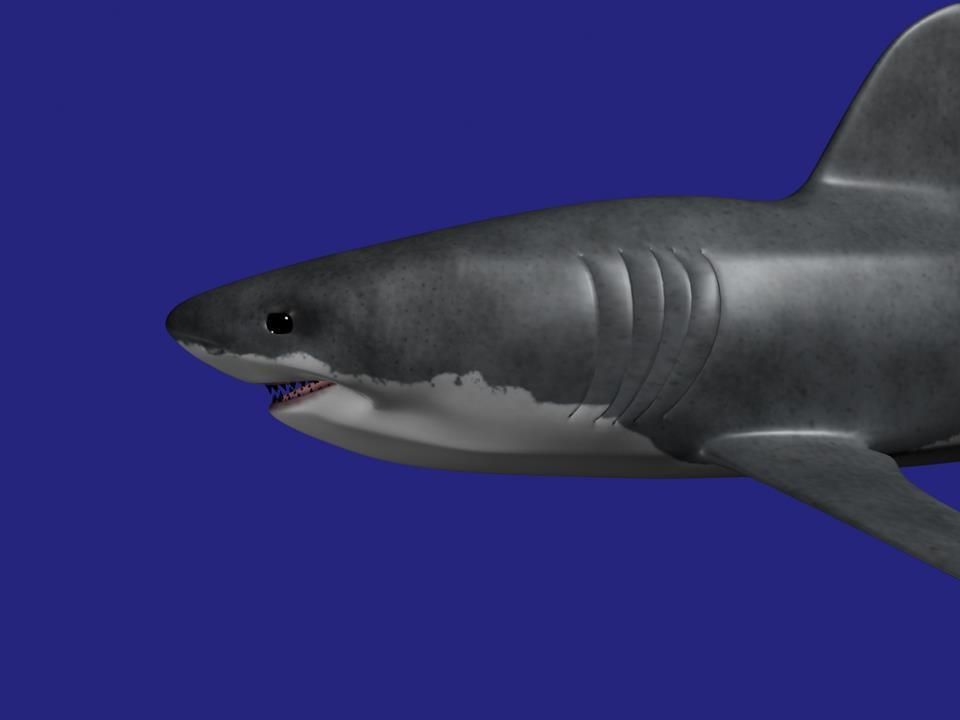 Shark AAA Low-poly 3D model_2