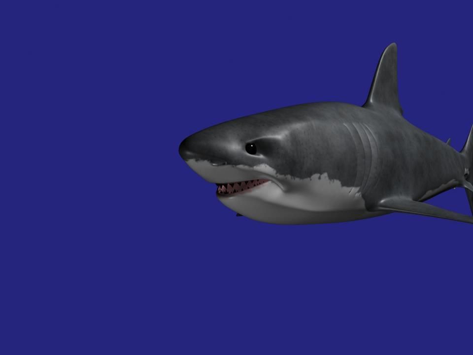 Shark AAA Low-poly 3D model_13