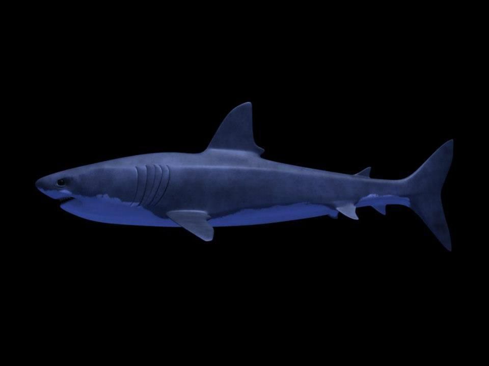 Shark AAA Low-poly 3D model_8