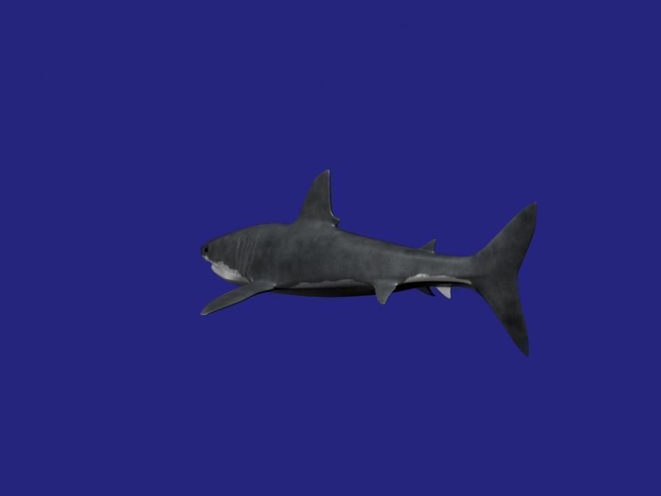 Shark AAA Low-poly 3D model_15