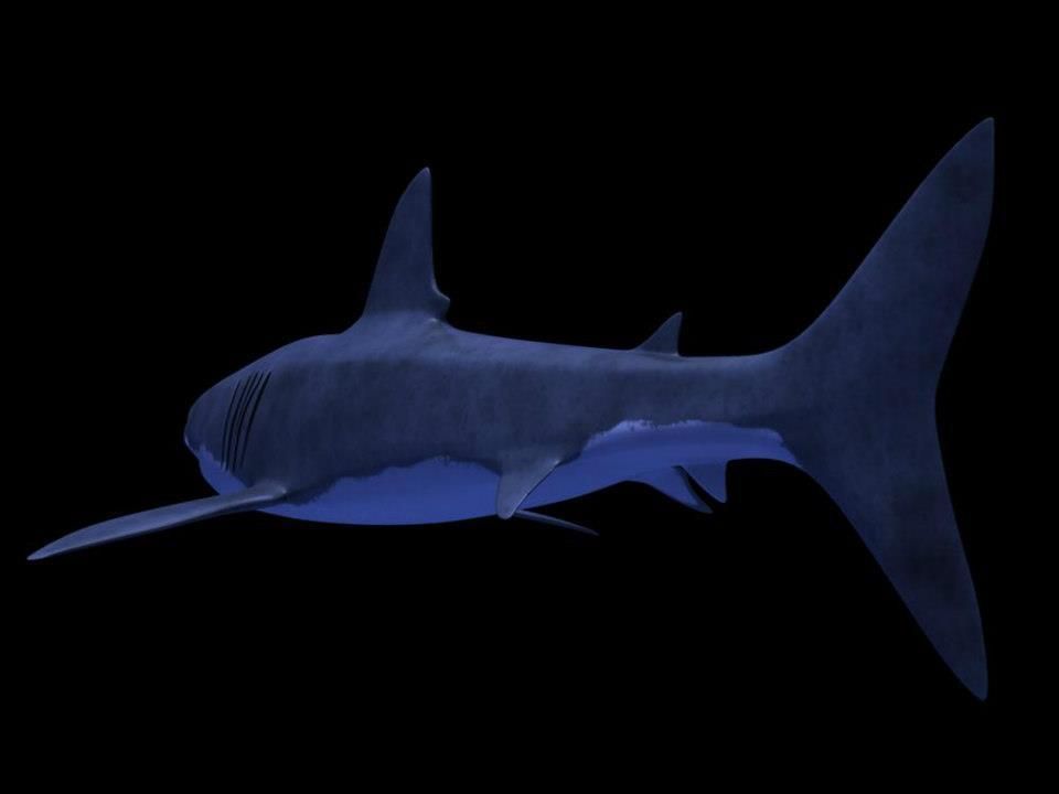 Shark AAA Low-poly 3D model_12