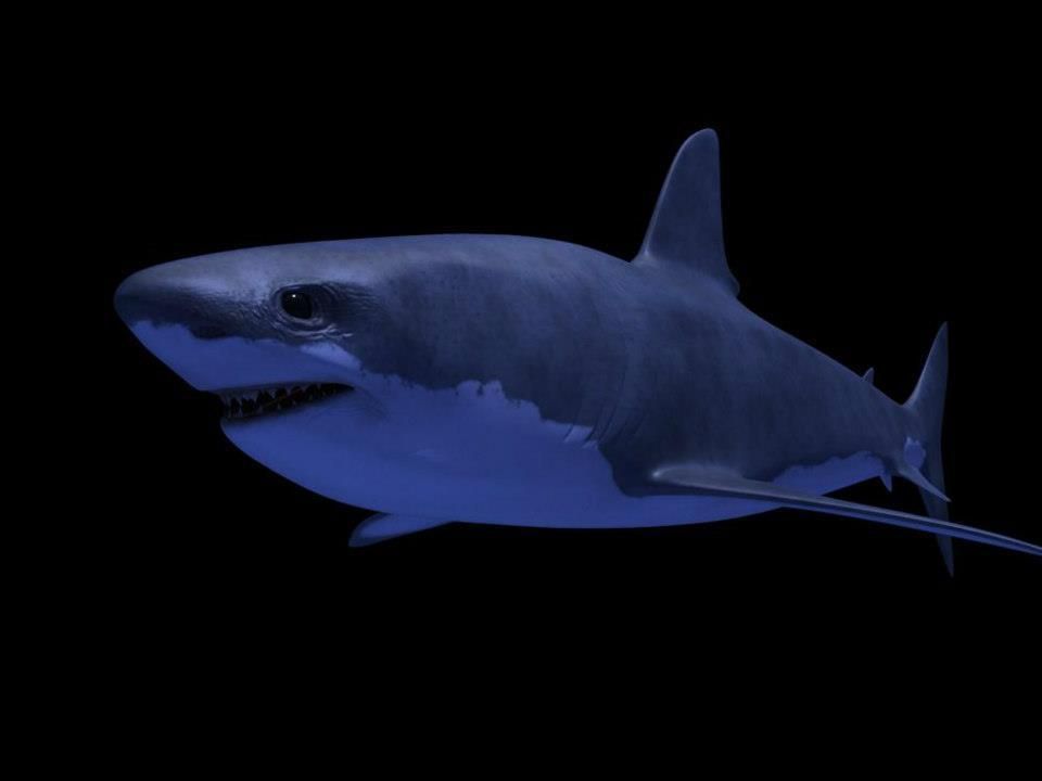 Shark AAA Low-poly 3D model_9