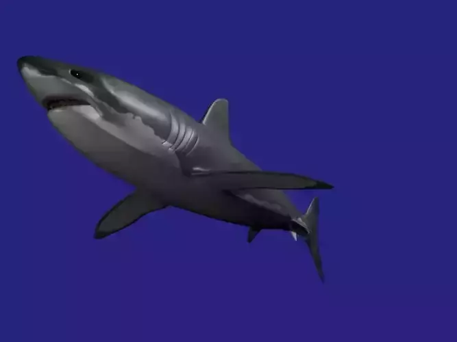 Shark AAA Low-poly 3D model