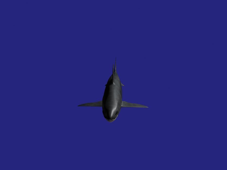 Shark AAA Low-poly 3D model_17