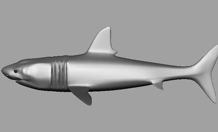Shark AAA Low-poly 3D model_4