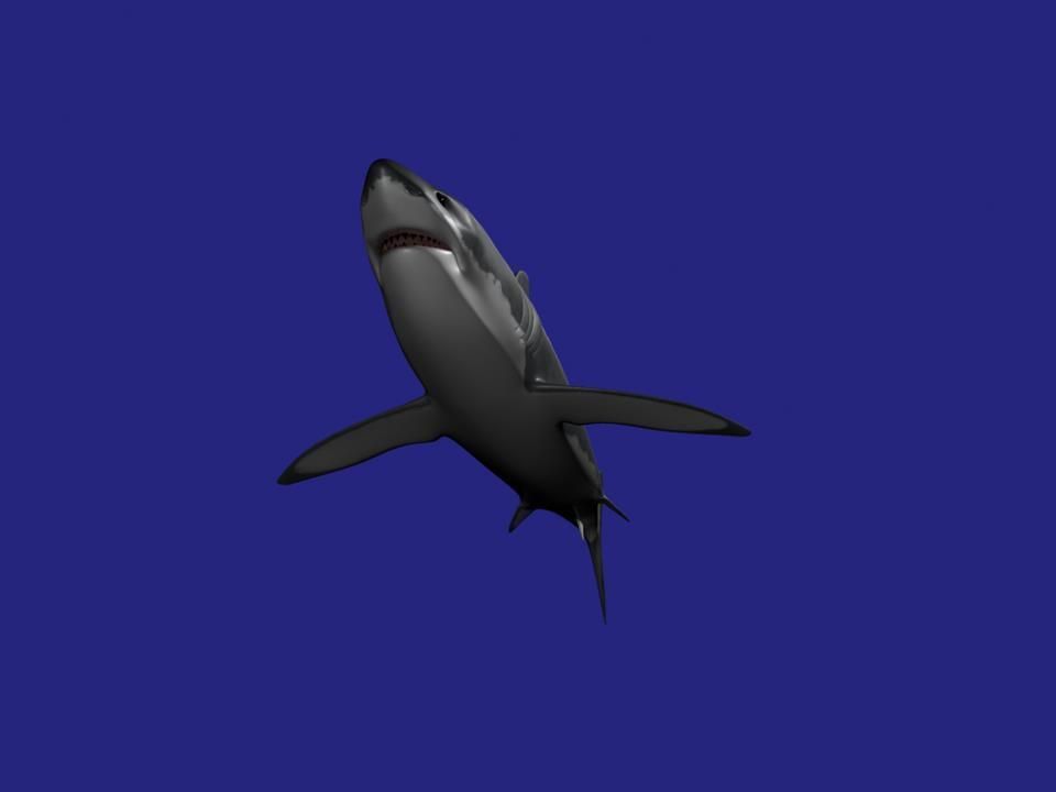 Shark AAA Low-poly 3D model_11
