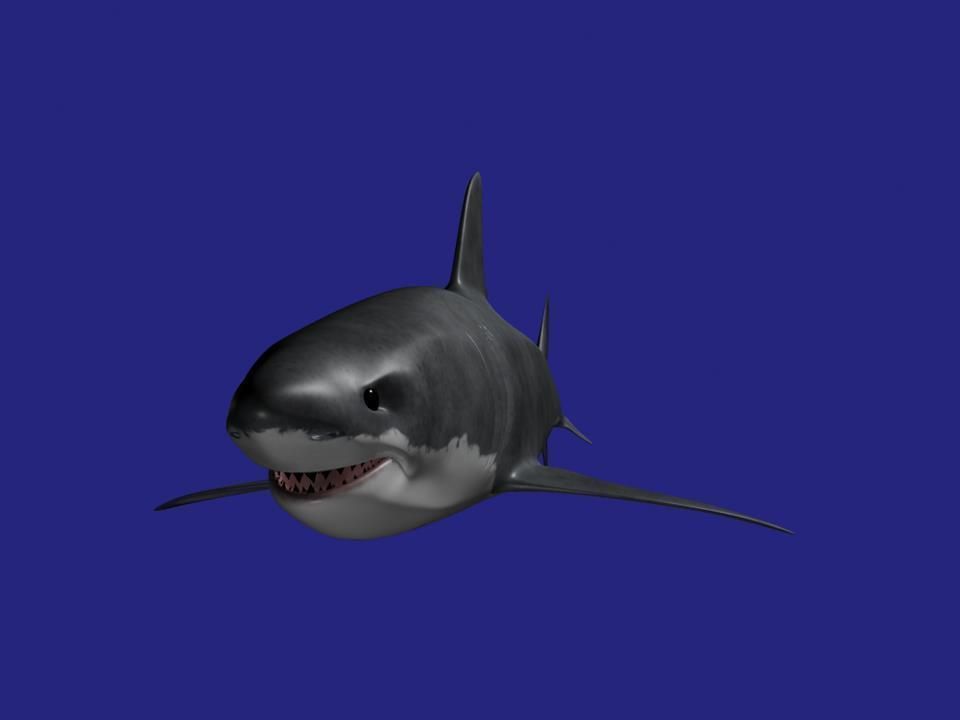 Shark AAA Low-poly 3D model_16