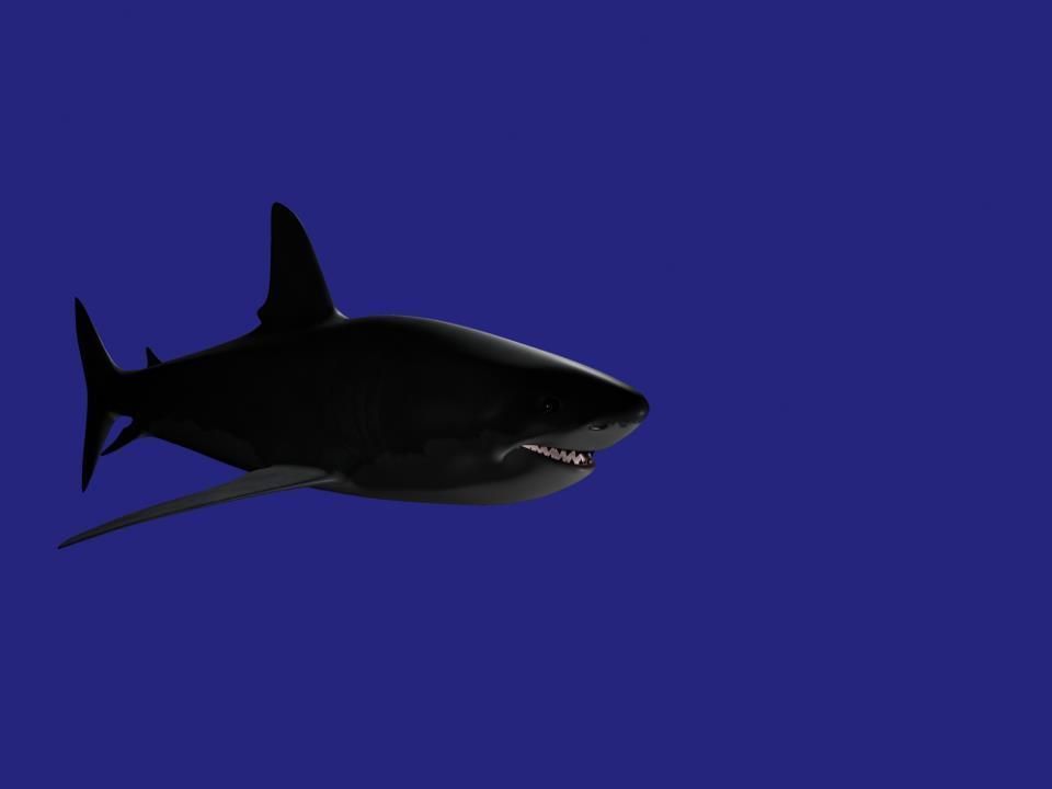 Shark AAA Low-poly 3D model_10