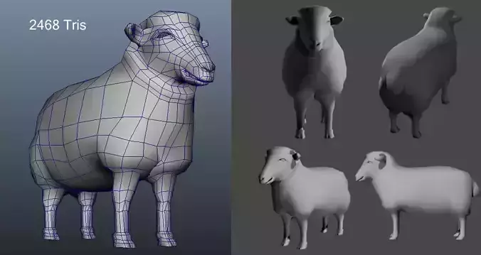 Male Female Sheep AAA