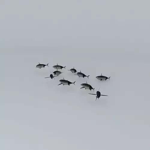 Tan Tunny fishes Free 3D model