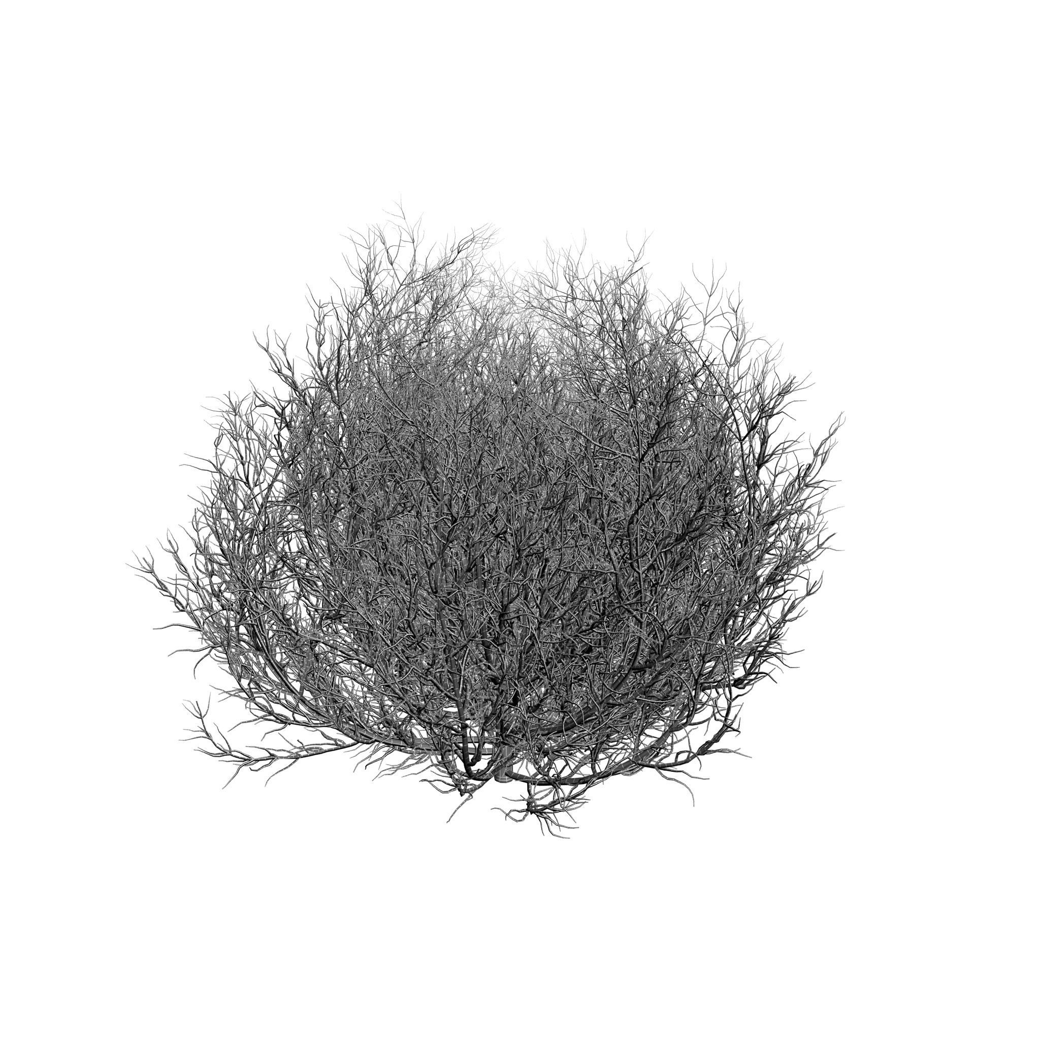 Tumbleweed - Tumbleweed Tumbleweed - Tumbleweed