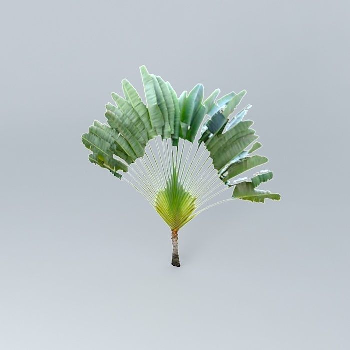 Travelers Palm Tree Free 3D model_1
