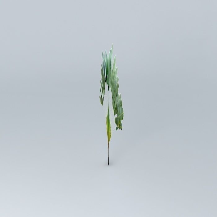 Travelers Palm Tree Free 3D model_2