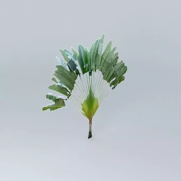 Travelers Palm Tree Free 3D model_0