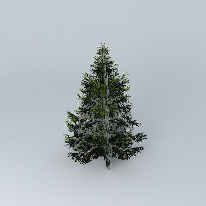 Vancouver Fir Free 3D model_1