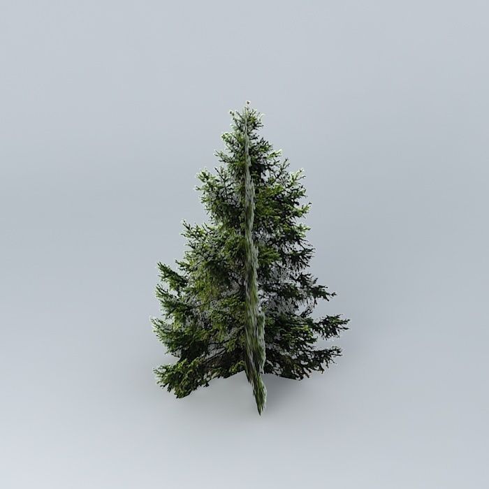 Vancouver Fir Free 3D model_2