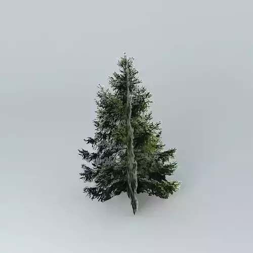 Vancouver Fir Free 3D model