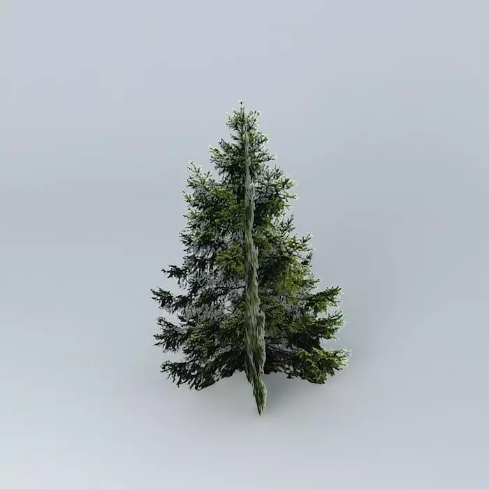 Vancouver Fir Free 3D model_0