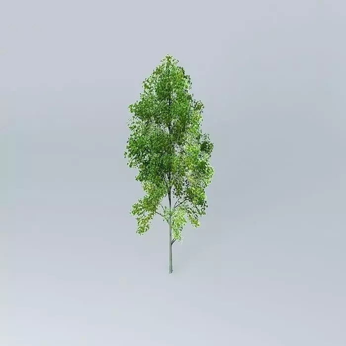 Grey Alder Alnus incana Free 3D model