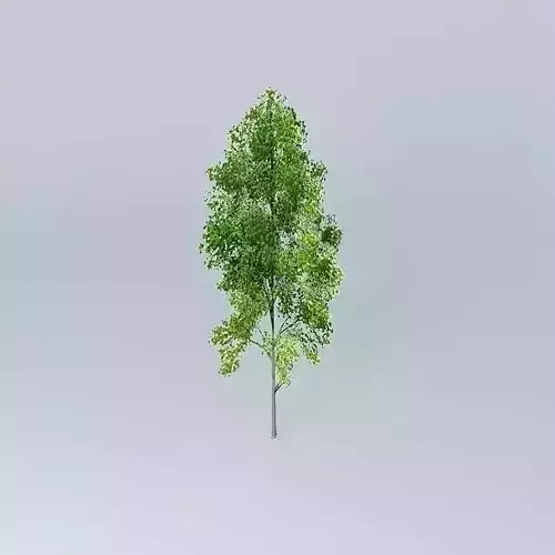 Grey Alder Alnus incana