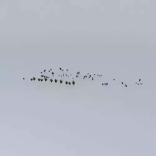 Trees on the Port Part 07