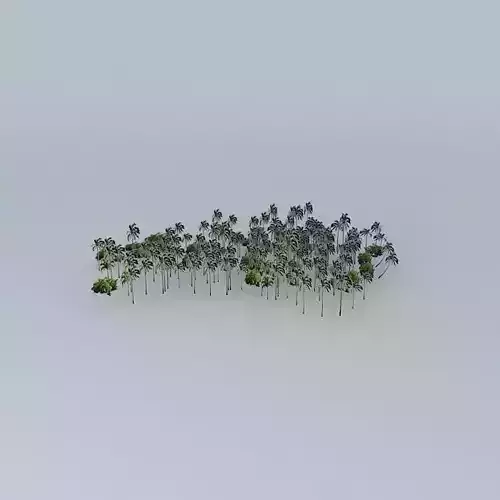 Coconut trees 26 Mangrove 03 Palmyra Island