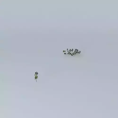 Coconut trees 26 Mangrove 02 Palmyra Island