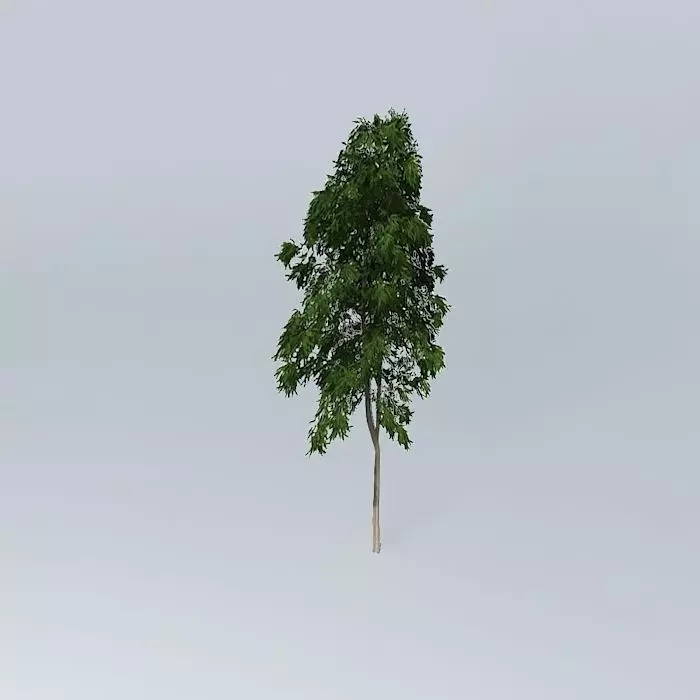 Ghost Gum Corymbia aparrerinja 2 Free 3D model_0
