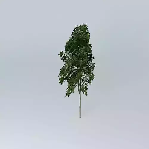 Ghost Gum Corymbia aparrerinja 2