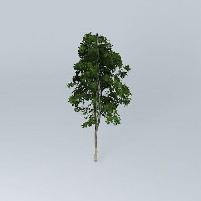 Ghost Gum Corymbia aparrerinja 2 Free 3D model_2