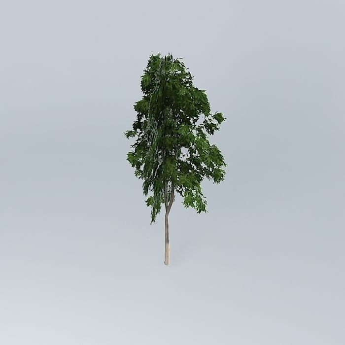 Ghost Gum Corymbia aparrerinja 2 Free 3D model_1