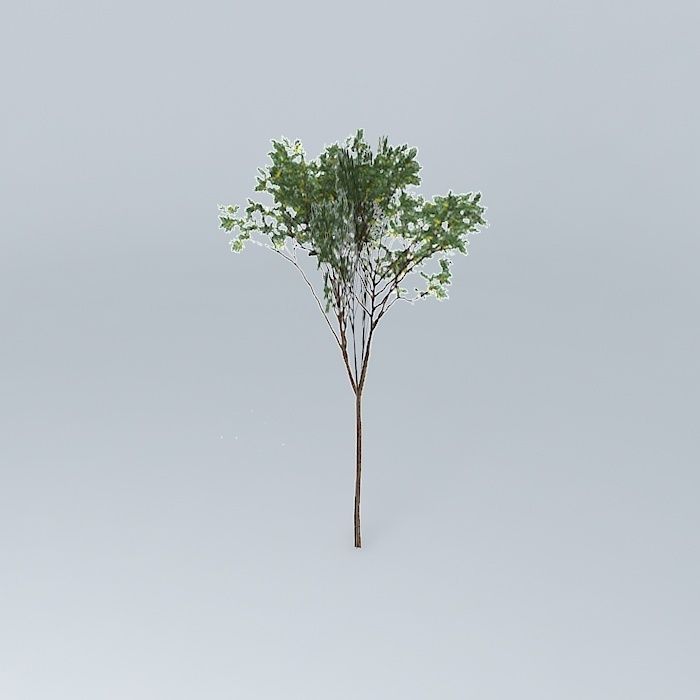 Brigalow Acacia harpophylla 1 Free 3D model_1