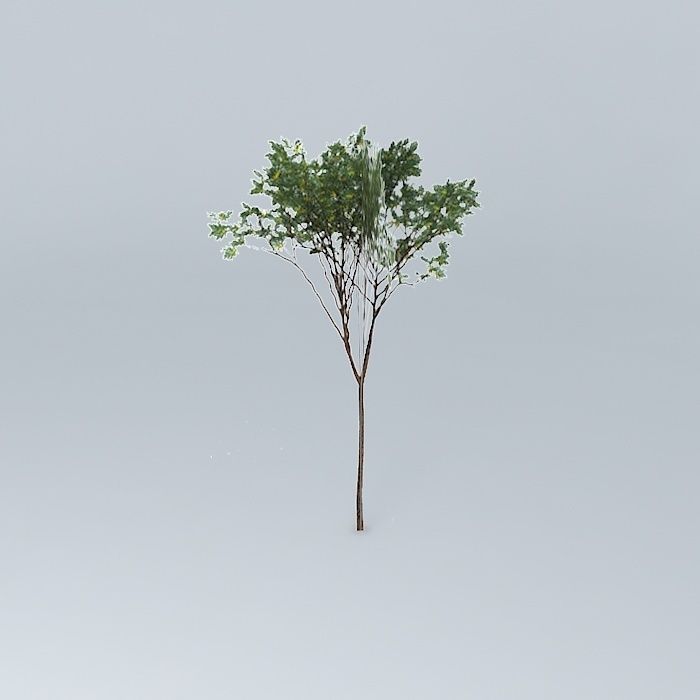 Brigalow Acacia harpophylla 1 Free 3D model_2