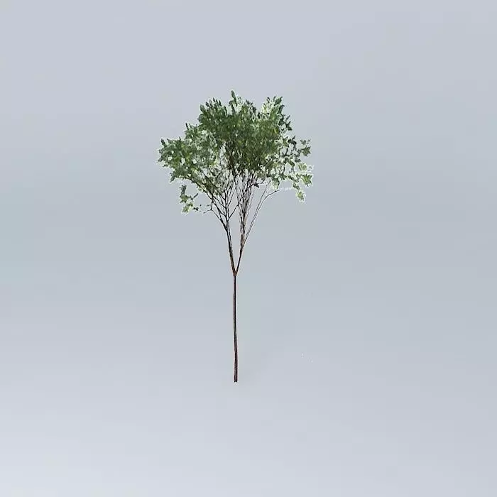 Brigalow Acacia harpophylla 1 Free 3D model_0