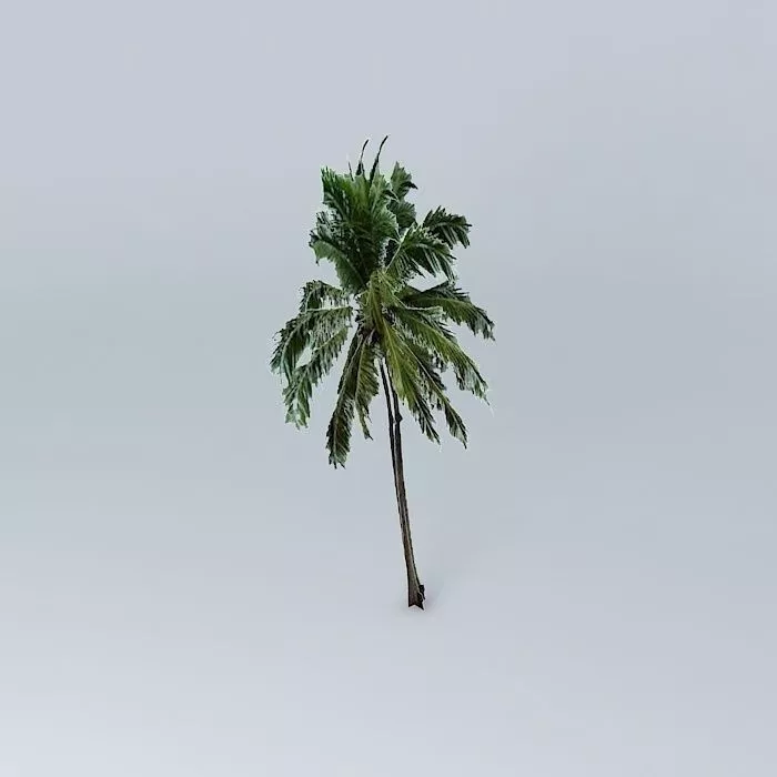 Coconut Palm Tree Free 3D model