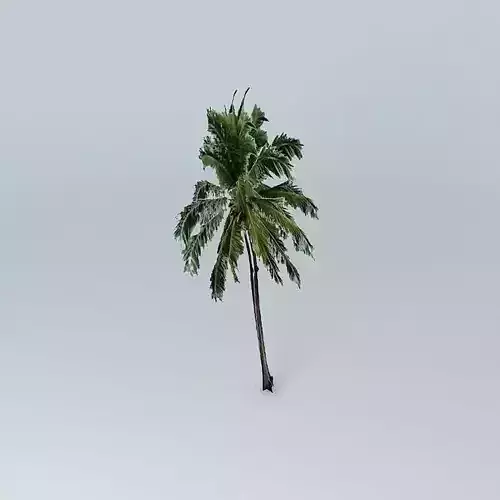 Coconut Palm Tree