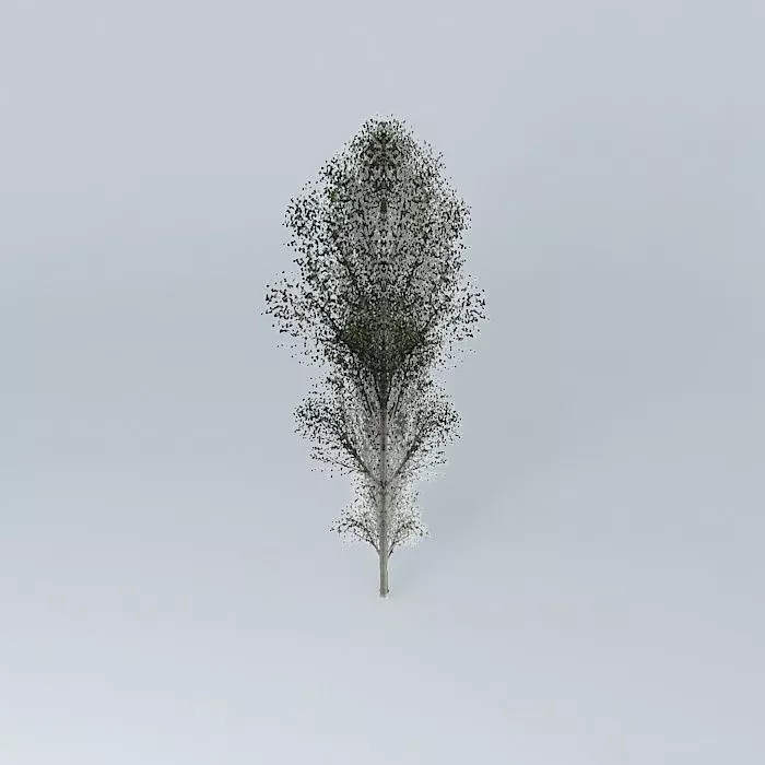 Black Poplar Populus nigra 1 Free 3D model