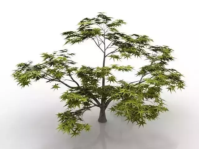 hq tree Low-poly 3D model
