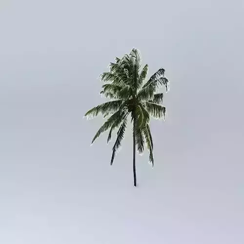 Malayan Coconut Tree
