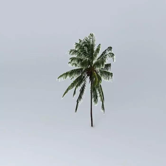 Malayan Coconut Tree Free 3D model