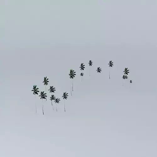 Coconut Trees 01 Fanning Island