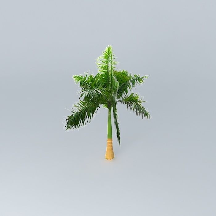 Cuban Royal Palm Tree Free 3D model_2