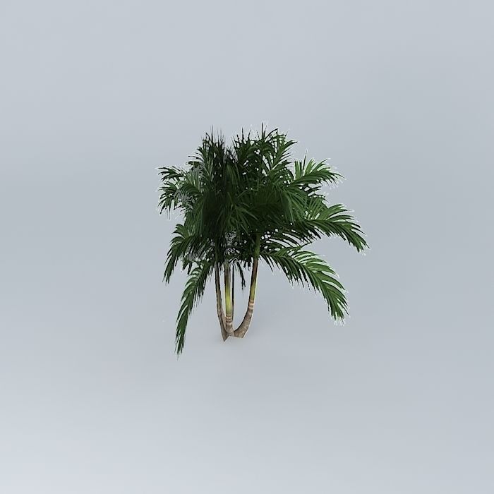 Bangalow Palm Archontophoenix cunninghamia 3 Free 3D model_1
