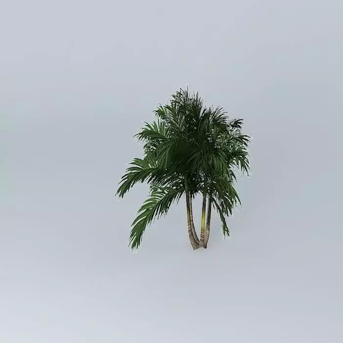 Bangalow Palm Archontophoenix cunninghamia 3 Free 3D model_0