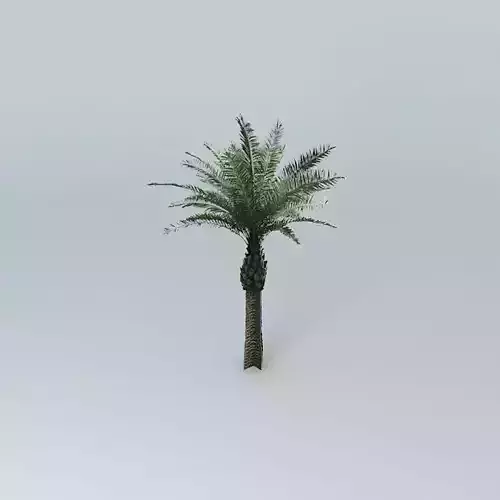 Date Palm Tree
