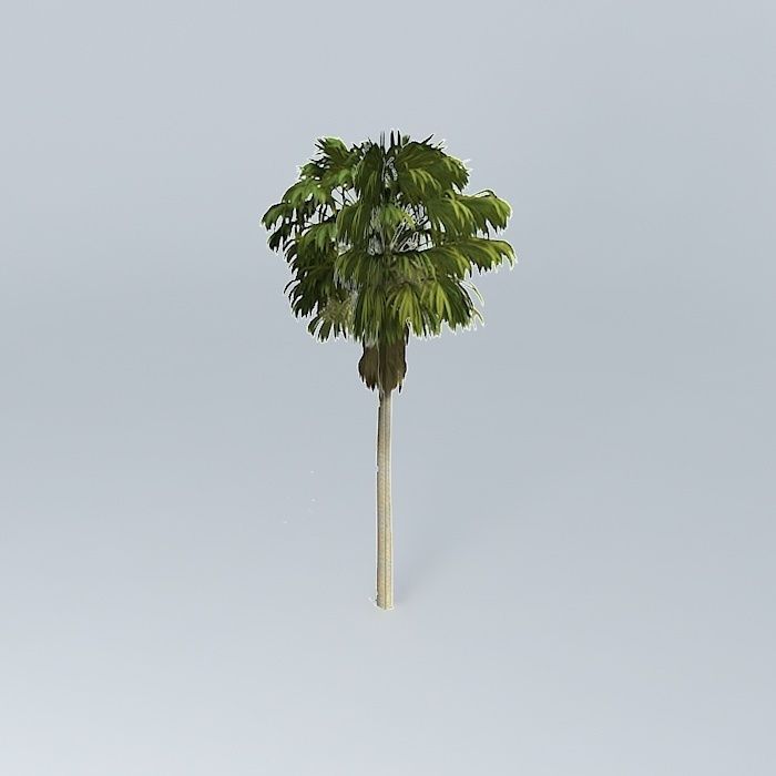 Australian Cabbage Palm Livistona australis 1 Free 3D model_1