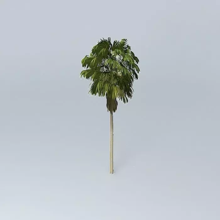 Australian Cabbage Palm Livistona australis 1 Free 3D model_0