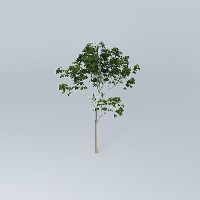 Ghost Gum Corymbia aparrerinja 1 Free 3D model_2