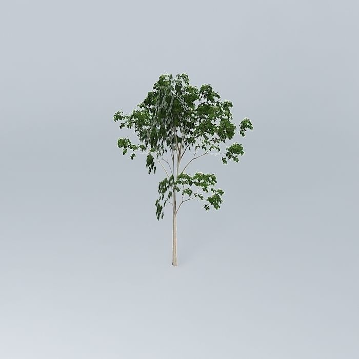 Ghost Gum Corymbia aparrerinja 1 Free 3D model_1